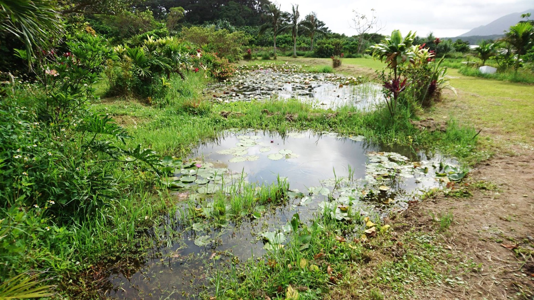 石垣島サイエンスガーデンのビオトープと水辺の植物