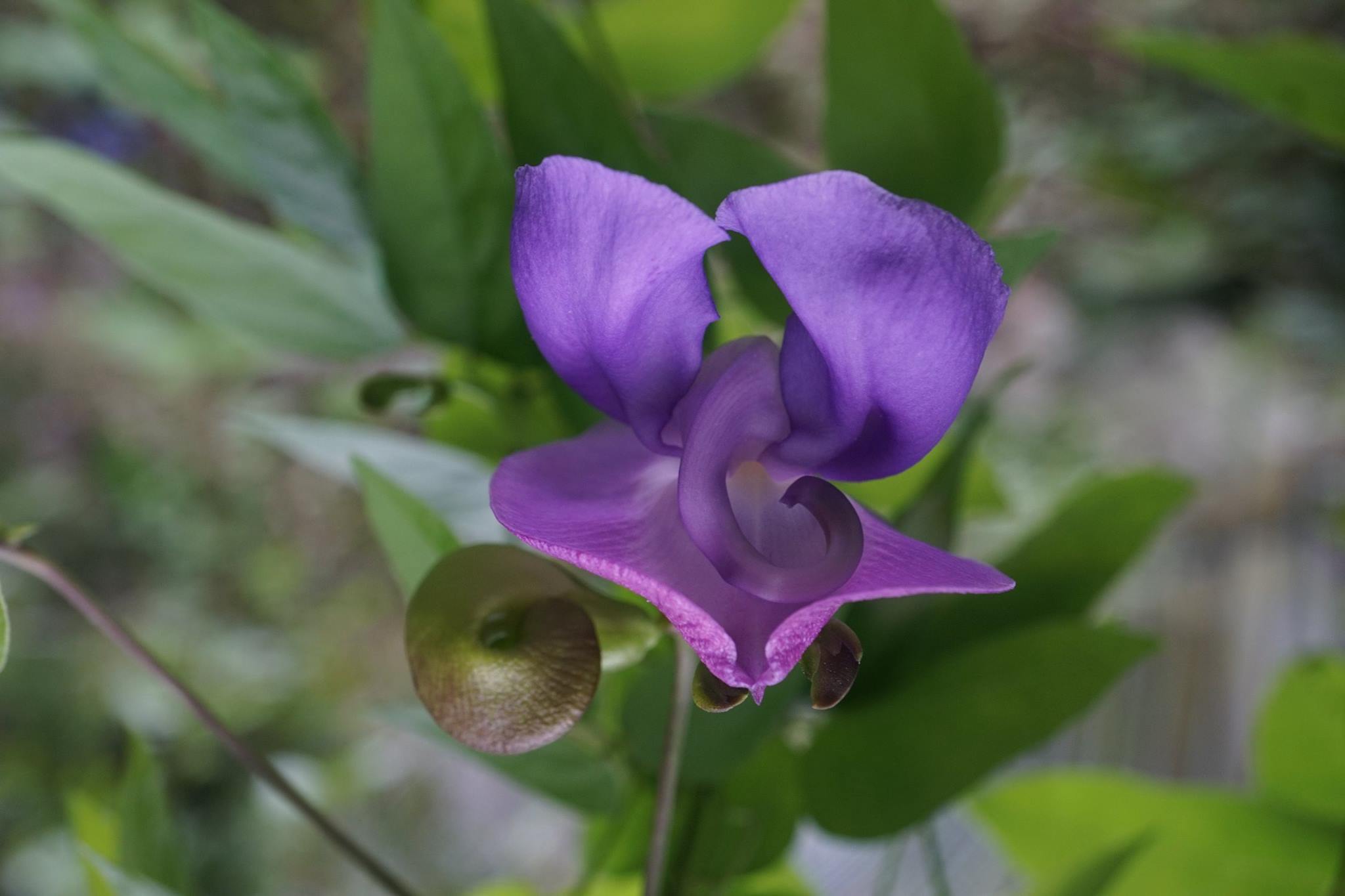 石垣島サイエンスガーデンで見られるバタフライピーの花